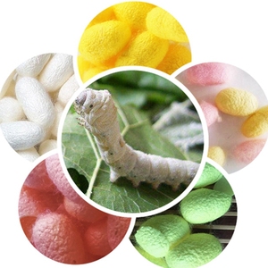 天然彩茧蚕宝宝桑叶新鲜现摘白蚕结彩色蚕茧小蚕学生养蚕套装蚕卵