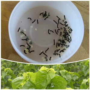 蚁蚕学生养蚕活体蚕卵套装活蚕春蚕孵化小蚕包活蚕宝宝新鲜嫩桑叶