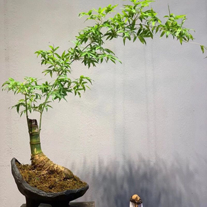 小叶簕竹盆景造型盆栽绿植客厅办公室内桌面好养活的宝塔勒竹