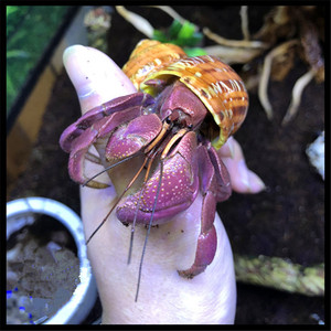 紫陆寄居蟹