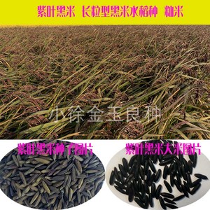 紫叶水稻种子 彩色水稻 旅游观光稻 黑米种子 长粒籼稻 非糯米