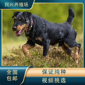 猎梗幼犬德国短毛猎梗幼犬活体纯种长毛猎梗犬中小型猎犬火梗幼犬