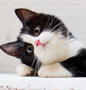 宠物猫幼猫活体土猫