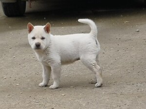 纯正田园犬幼犬土猎犬幼犬广西大头土猎犬虎斑犬广西土猎犬纯种