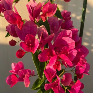 三角梅 西瓜红 熟西瓜盆栽花卉广东人老桩扦插庭院阳台种植好养活