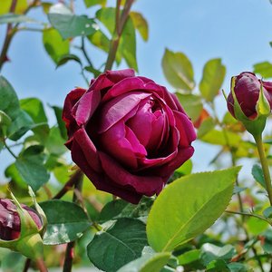 大花浓香月季花大苗皇宫紫黑包子型四季阳台花园玫瑰花苗盆栽花卉