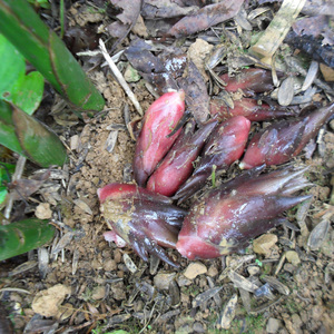 阳荷姜种苗阳荷姜种根洋荷姜种苗洋河种苗阳荷种根1斤阳荷种苗