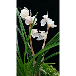 包邮云南自然老种兰花苗 莲瓣兰【花好月圆】浓香花卉园艺盆景