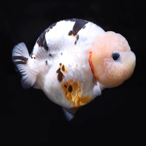 000人付款淘宝琼楼金鱼麒麟花兰寿宽尾鎏金百褶泰狮特色娃娃脸tb