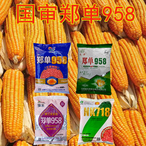秋乐218玉米种