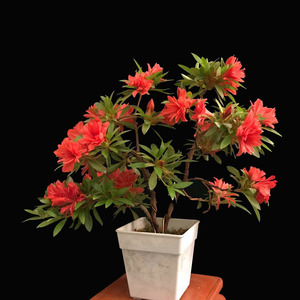 沙浪日本皋月杜鹃稀有品种趣味盆栽精美原生重瓣大花庭院绿植花卉