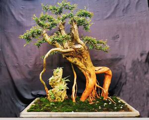 水杨梅老鸭柿紫薇 黄荆榆树胡秃子卷柏水菖蒲室内外绿植盆景素材