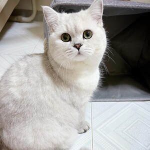 【猫咪活幼体英短银渐层】猫咪活幼体英短银渐层品牌,价格 - 阿里巴巴