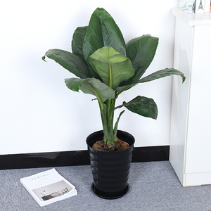 绿巨人 盆栽室内客厅大型盆景植物绿植吸甲醛万年青白掌大叶植物
