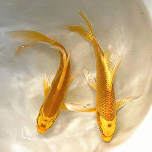 鱼黄金锦鱼招鱼龙耐水观赏小鱼苗活金活鱼鲤财凤锦鲤好养活冷鱼体