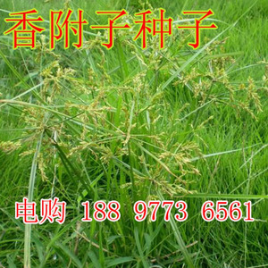 香附子种子 莎草种子 雷公头种子 地沟草 山芽草 土香头药材用