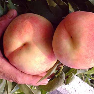 日本甜桃王桃苗