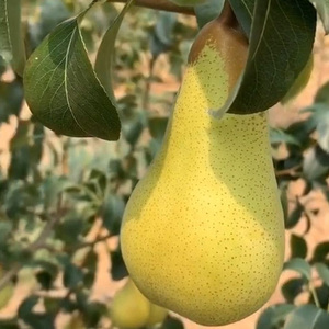 001人付款淘宝阿巴特梨树苗 长颈葫芦形香梨 西洋梨的优良品种 丰产