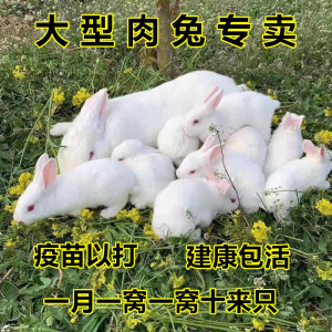 小兔子活物肉兔活体可选公母一对大型家兔苗宠物兔家养幼崽小白兔