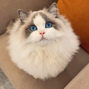 布偶猫幼猫活体蓝眼睛海双蓝双火焰色猫咪活物赛级宠物猫纯种幼崽