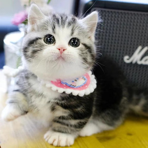 起司猫幼崽纯种