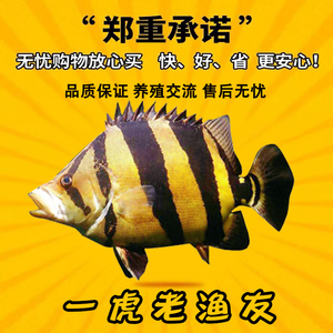 泰国虎苏虎三纹虎鱼苏门答腊虎四纹虎印尼虎鱼苗活体金龙鱼配鱼