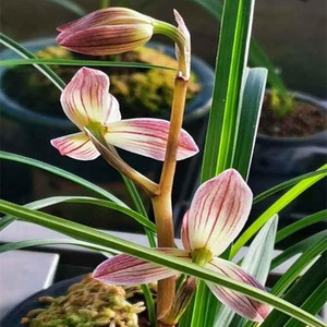 自然老种兰花苗云南莲瓣兰名品药草.-丹荷鼎浓香绿植花卉盆栽园艺