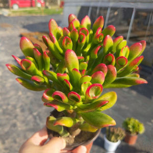 招财猫多肉 铲叶花月老桩 吸财树多肉老桩 赏叶型植物盆栽