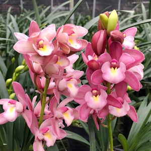 【蕙兰樱花】浪漫樱花粉色蕙兰四季兰花绿植盆栽客厅阳台