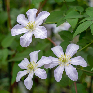 萌木园艺白马王子铁线莲爬藤植物盆栽花卉室内室外易养活懒人冬季