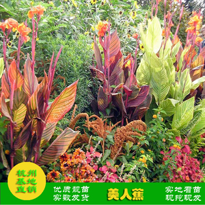 水培土培火焰美人蕉花镜非洲日落庭院花苗水生植物湿地园林绿化