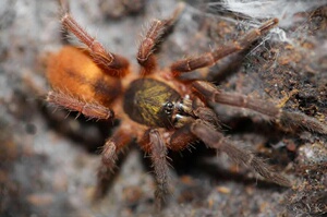 智利黄金足展4-6厘米公母大幼体温顺漂亮活体宠物蜘蛛捕鸟蛛