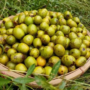 人工种植野酸枣的产量图片