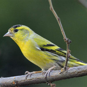 玉鸟活鸟金丝雀芙蓉鸟山东黄玉鸟笼养鸣叫小鸟黄雀专用粮食