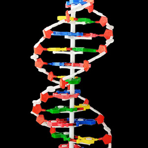 高中DNA双螺旋结构模型分子结构模型60cm大号带底座碱基对遗传基因生物科学教学仪器器材J33306脱氧核苷酸链