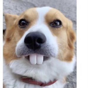 宠物柯基狗狗假牙玩具搞笑恶搞狗子土拨鼠兔子大门牙假牙套整蛊