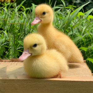 42tb825649327淘宝花枝鼠活物活体已打疫苗温顺粘人幼崽亲人不咬人