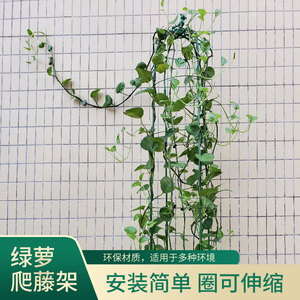 绿萝爬藤架阳台盆栽花支架植物园艺盆攀爬架子藤架伸缩花架藤蔓架