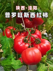 陕西泾阳普罗旺斯孕妇水果沙瓤西红柿子自然熟新鲜生吃粉番茄蔬菜