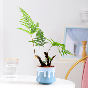 狼尾蕨盆栽网红蕨类植物书房办公室绿植桌面小盆景室内耐阴好养活