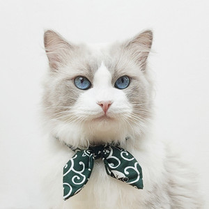 宠物猫领结新年宠物饰品小猫项链布偶围巾喜庆猫咪项圈