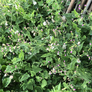 一点红中草药新鲜