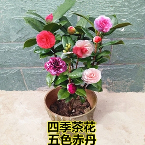 四季茶花树苗花卉盆栽耐寒花卉观花植物室内绿植开花不断五色赤丹