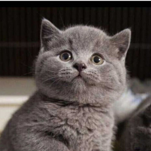 活的小宠物猫小型