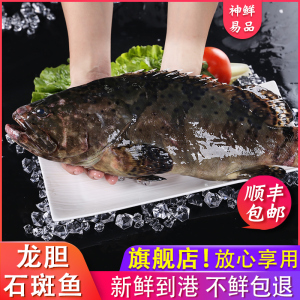 深海龙胆鱼当夜海捕龙胆石斑鱼鲜活冷冻龙泵石班鱼特大石斑鱼海鱼