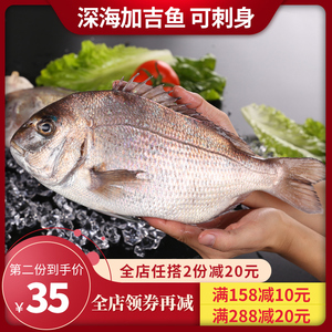 新鲜加力鱼海鲜水产海钓深海鱼冷冻野生加吉鱼大鲷鱼真鲷刺身500g