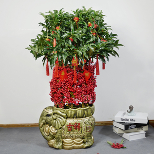 黄金万两盆栽植物招财进宝