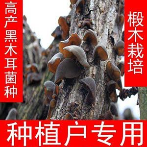青冈椴木黑木耳菌种菌包木头栽培家庭种植木耳人工菌种食用菌