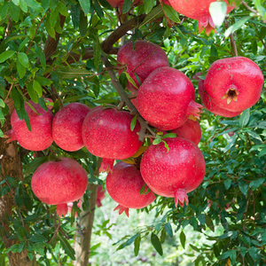 石榴树树苗突尼斯软无籽庭院果树果苗盆栽特大南北方种植当年结果