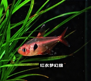 红衣梦幻旗